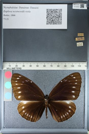 Media type: image;   Entomology 160647